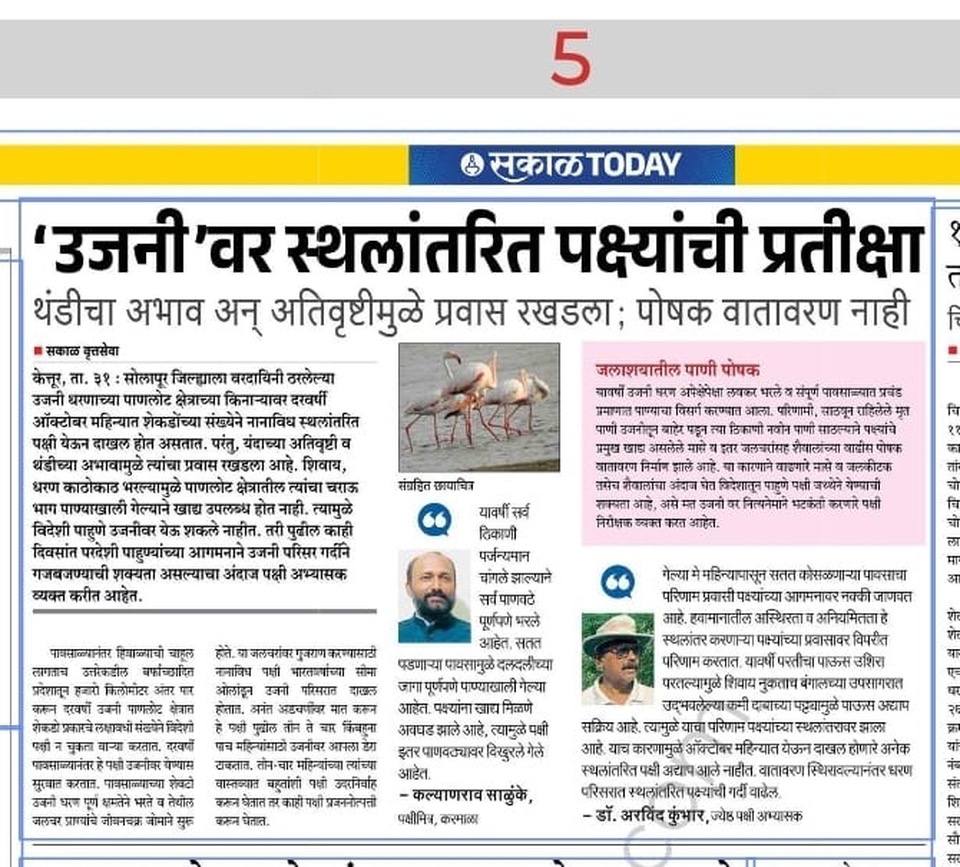 उजनी धरणावर स्थलांतरित पक्ष्यांची प्रतीक्षा